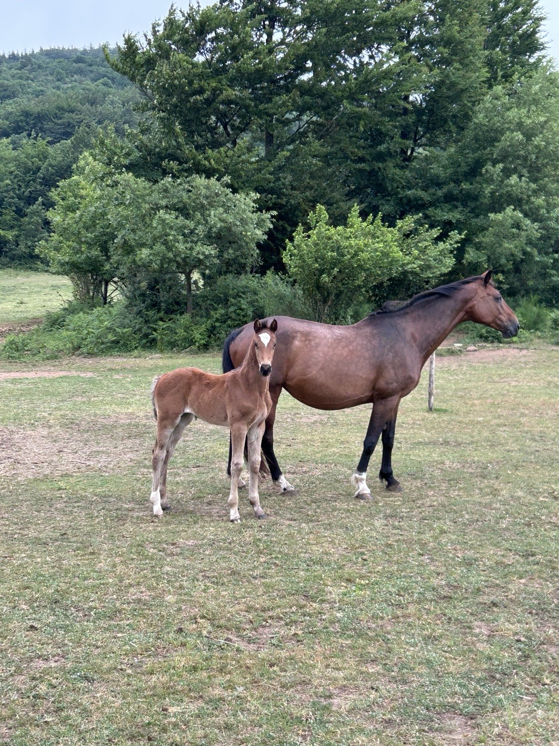 Chevaux de l’Élevage du Quest