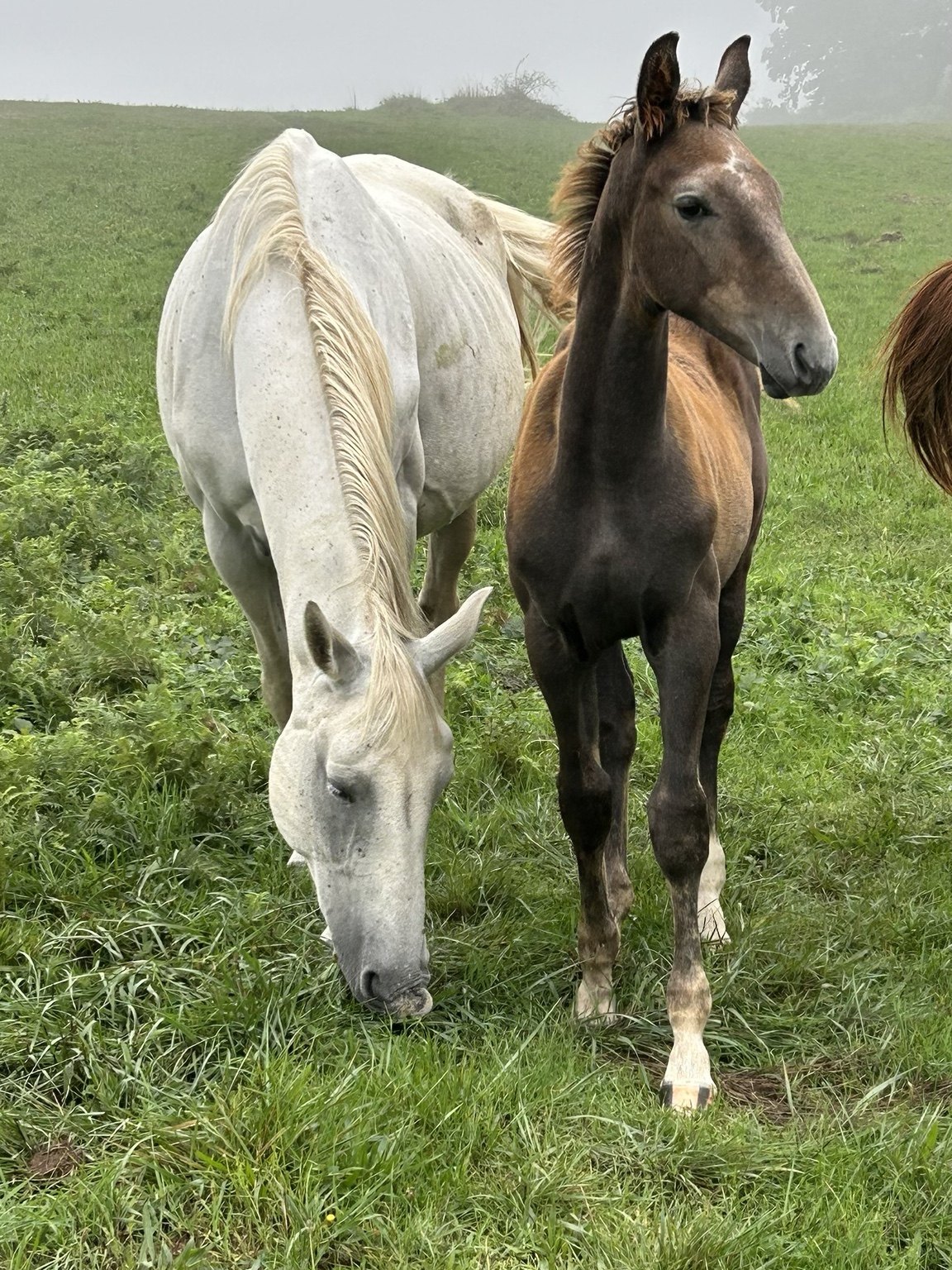 Jument et poulain de l’Élevage du Quest, photographie 2