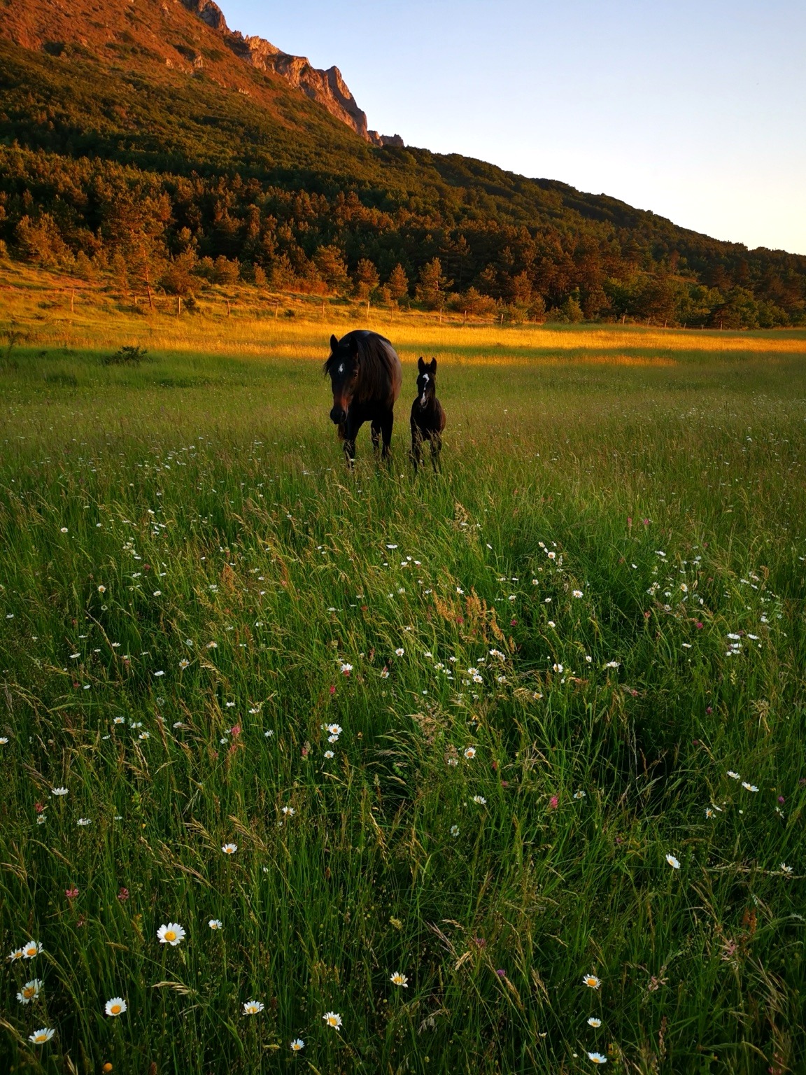 Chevaux de l’Élevage du Quest