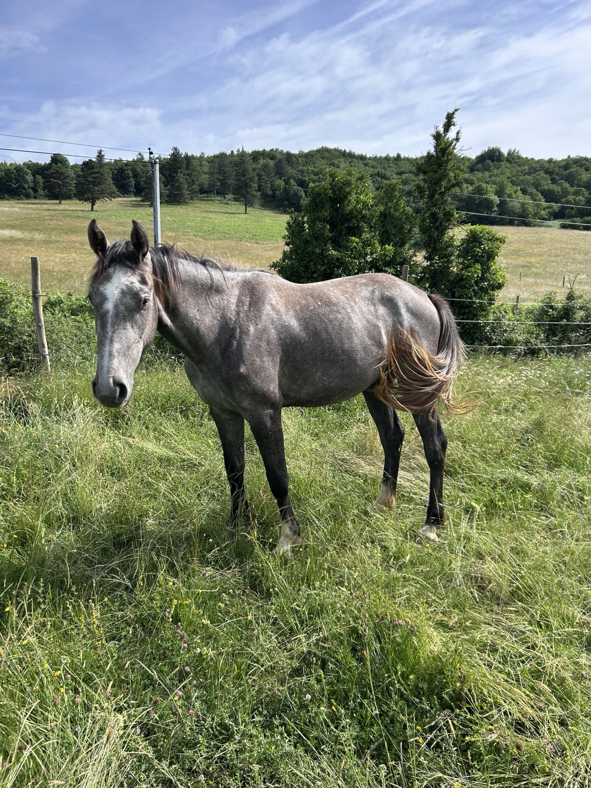 Chevaux de l’Élevage du Quest